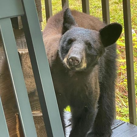 Willa Bears Among Us Gatlinburg Zewnętrze zdjęcie