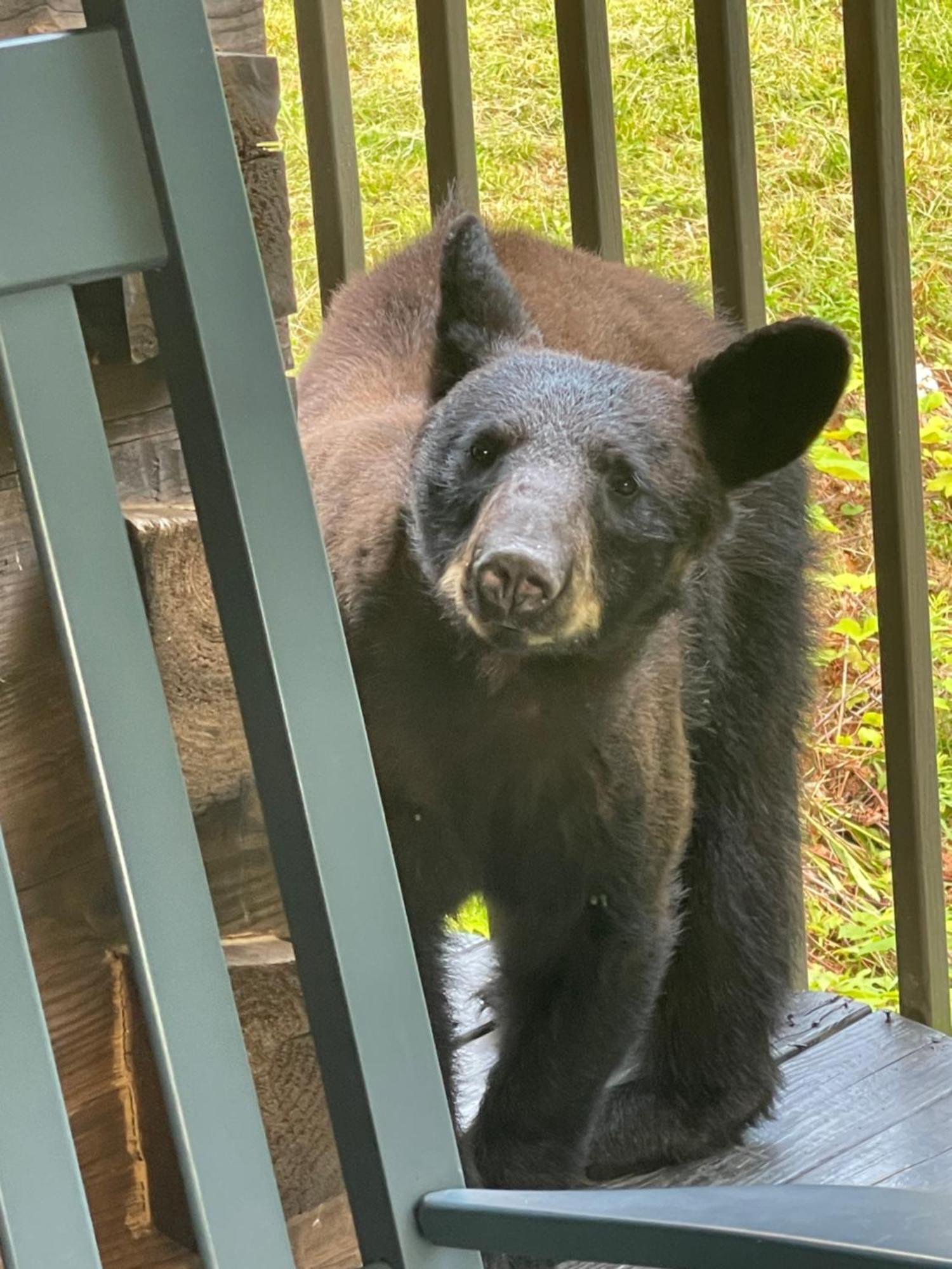 Willa Bears Among Us Gatlinburg Zewnętrze zdjęcie