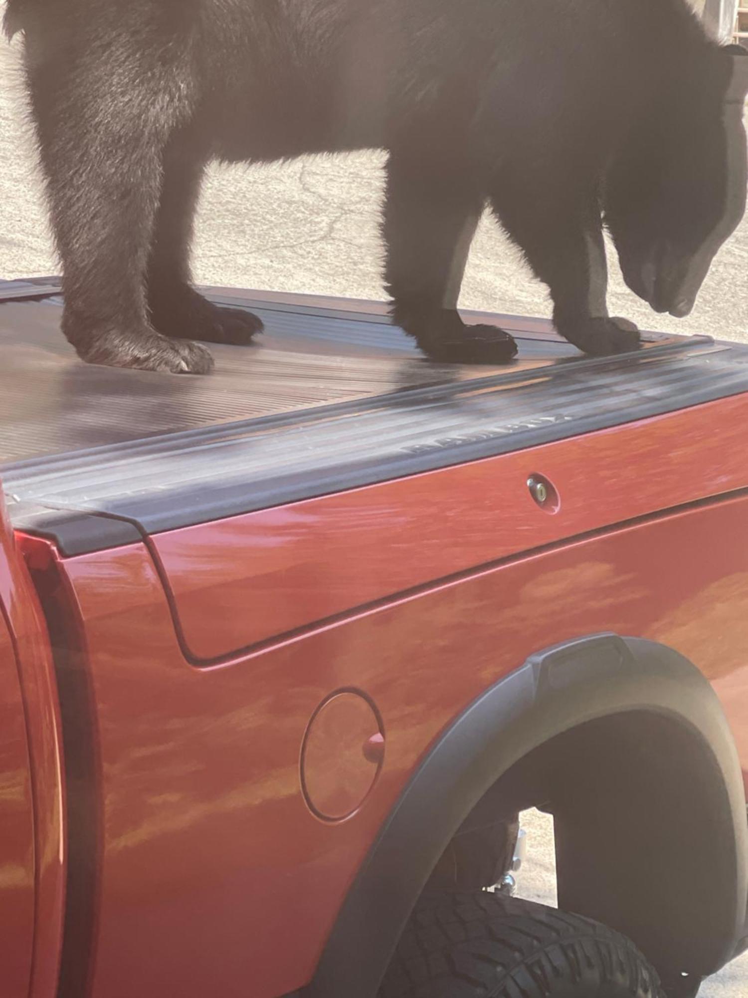 Willa Bears Among Us Gatlinburg Zewnętrze zdjęcie