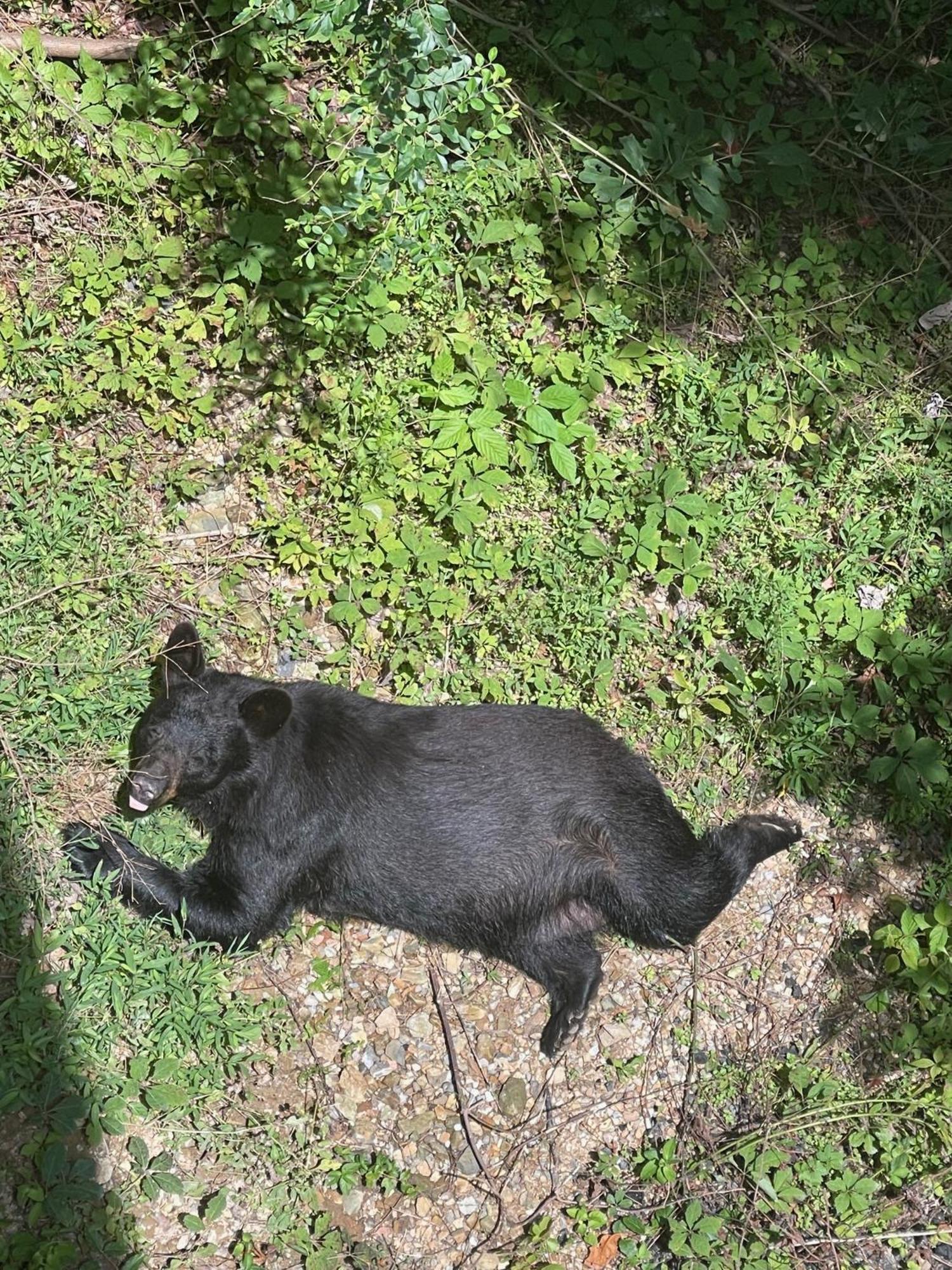 Willa Bears Among Us Gatlinburg Zewnętrze zdjęcie