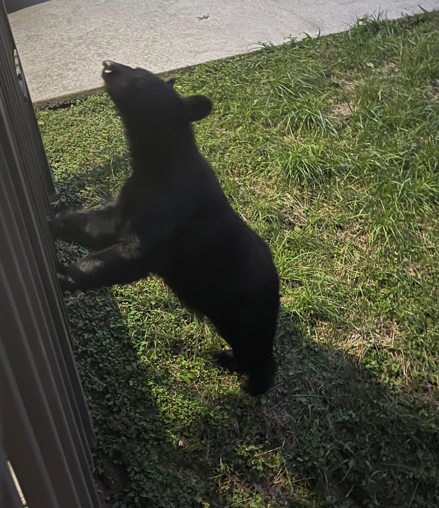 Willa Bears Among Us Gatlinburg Zewnętrze zdjęcie